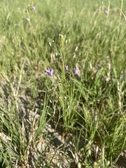 Cleomella multicaulis