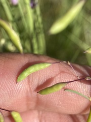 Cleomella multicaulis