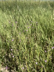 Cleomella multicaulis