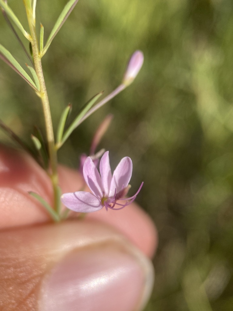 Slender Spiderflower