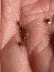 Amphiscirpus nevadensis