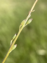 Triglochin palustris
