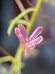 Cleomella multicaulis