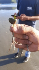 Avicennia schaueriana