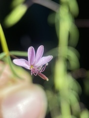 Cleomella multicaulis