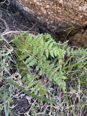Woodsiaceae