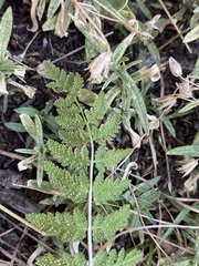 Woodsiaceae