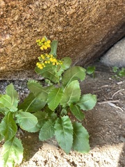 Senecio rapifolius