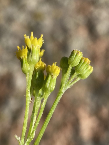 Image of Senecio rapifolius by (c) Matt Berger, some rights reserved (CC BY)