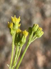 Senecio rapifolius
