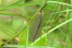 Banyutus lethalis