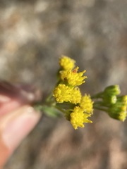Senecio rapifolius