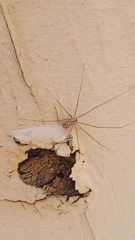 Psilochorus utahensis