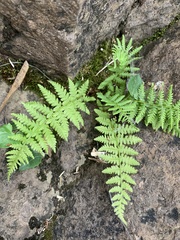 Dryopteris fragrans