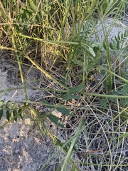 Oxytropis glabra