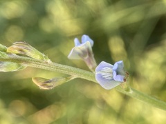Oxytropis glabra