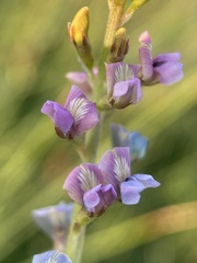 Oxytropis glabra