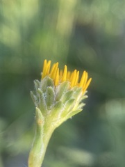 Pyrrocoma lanceolata lanceolata