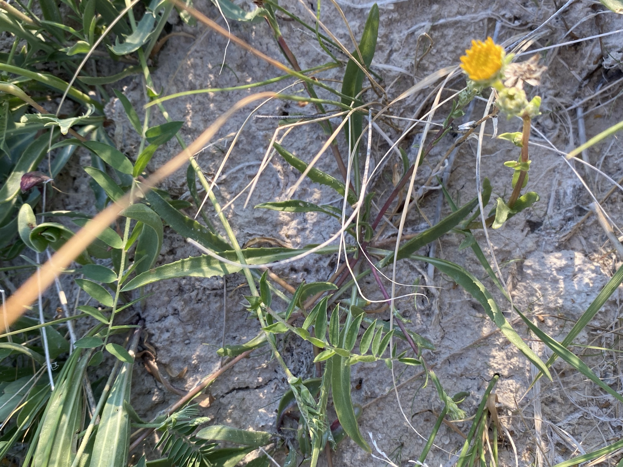 Pyrrocoma lanceolata var. lanceolata