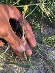 Pyrrocoma lanceolata lanceolata