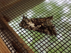 Syngrapha rectangula