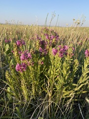 Pedicularis crenulata