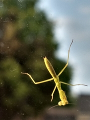 Stagmomantis carolina