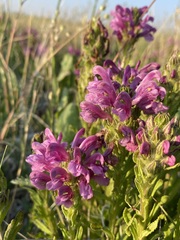 Pedicularis crenulata