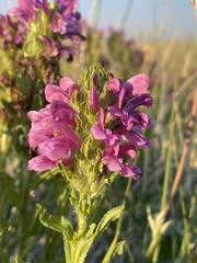 Pedicularis crenulata