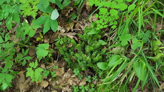 Lycopodiales