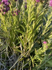 Pedicularis crenulata