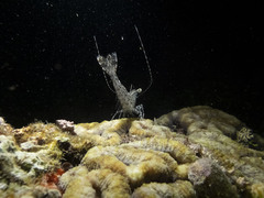 Heteropenaeus longimanus