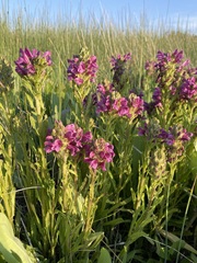 Pedicularis crenulata