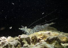 Heteropenaeus longimanus