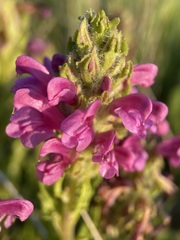Pedicularis crenulata