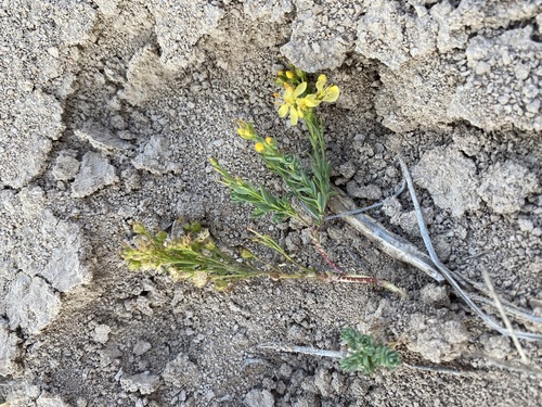 Image of Linum kingii by (c) Matt Berger, some rights reserved (CC BY)