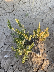 Oxytropis borealis viscida