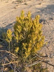 Castilleja flava flava