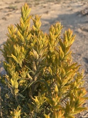 Castilleja flava flava