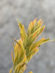 Castilleja flava flava