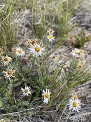 Erigeron pumilus pumilus