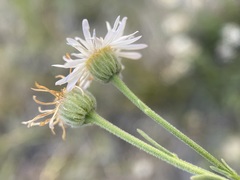 Erigeron pumilus pumilus