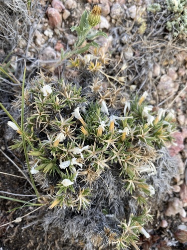 Image of Phlox pungens by (c) Matt Berger, some rights reserved (CC BY)