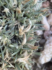 Astragalus simplicifolius