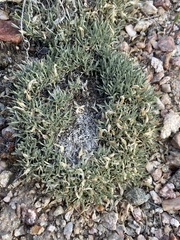 Astragalus simplicifolius