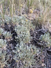 Artemisia capitata