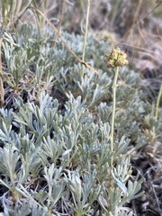 Artemisia capitata
