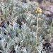 Artemisia capitata - Photo (c) Matt Berger, algunos derechos reservados (CC BY), subido por Matt Berger