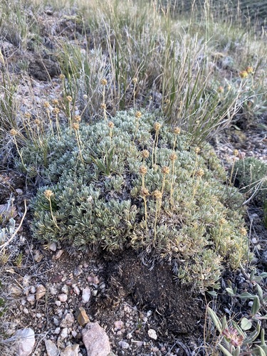 Image of Artemisia capitata by (c) Matt Berger, some rights reserved (CC BY)