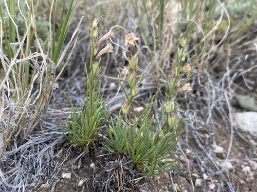 Image of Penstemon laricifolius by (c) Matt Berger, some rights reserved (CC BY)